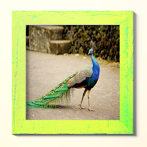 طاووس؛ معرفی ویژگی‌های زیباترین پرنده جهان