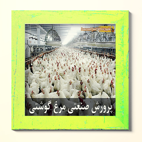 پرورش مرغ گوشتی و تخمگذار و نکات کلیدی در مورد آن