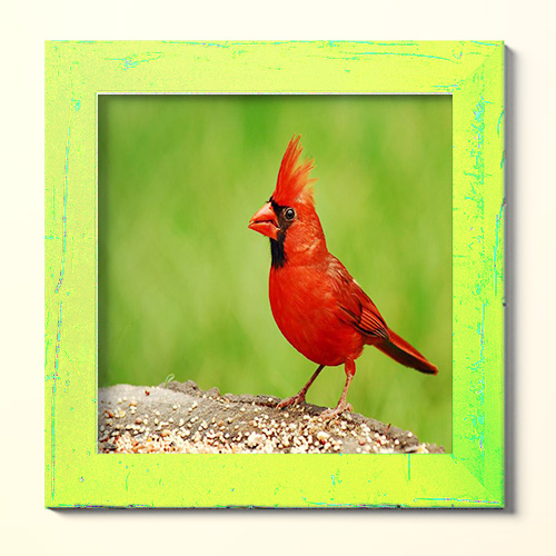 پرنده کاردینال ؛ زیستگاه ، طول عمر ، مشخصات رفتاری و ظاهری