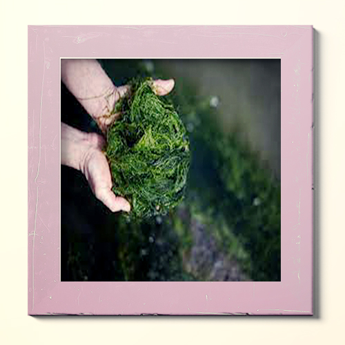 جلبک دریایی؛ خواص، عوارض و نحوه مصرف آن