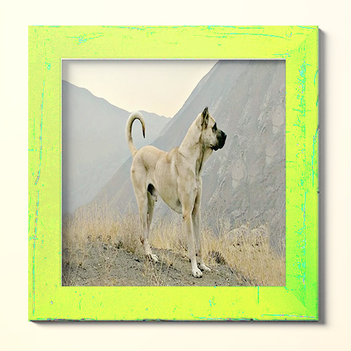 آشنایی با سگ سرابی، سگ عظیم الجثه و معروف به ماستیف ایرانی