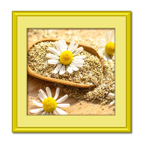 آشنایی با خواص بابونه برای پوست و روش استفاده از آن