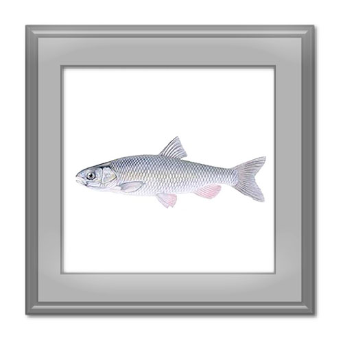 خواص ماهی سفید چیست و بهترین نوع آن برای مصرف کدام است؟