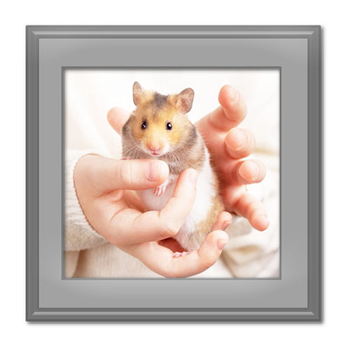 مسئولیت مالک یا متصرف حیوان