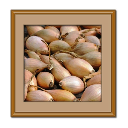 موسیر کوهی؛ خواص، مضرات و تفاوت آن با موسیر معمولی