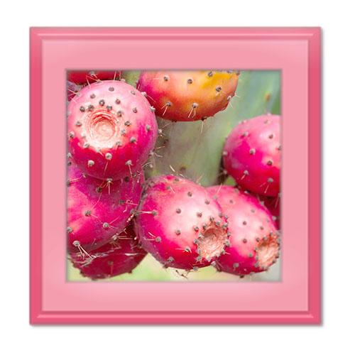 میوه کاکتوس از خواص و مضرات تا نحوه خوردن