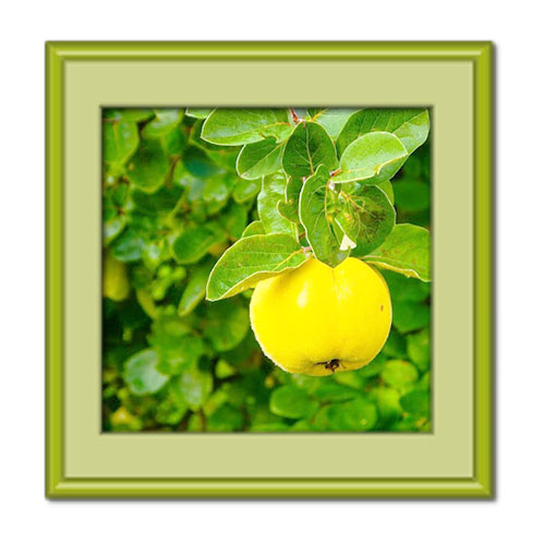 هر آنچه که باید از خواص برگ به بدانید!