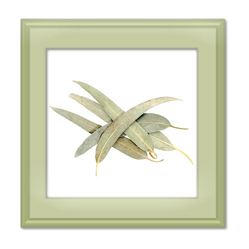 همه خواص اکالیپتوس؛ نحوه مصرف و عوارض جانبی آن