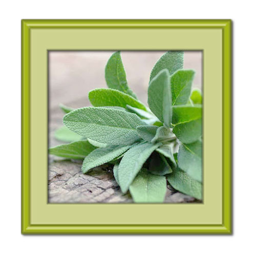 گیاه مریم گلی