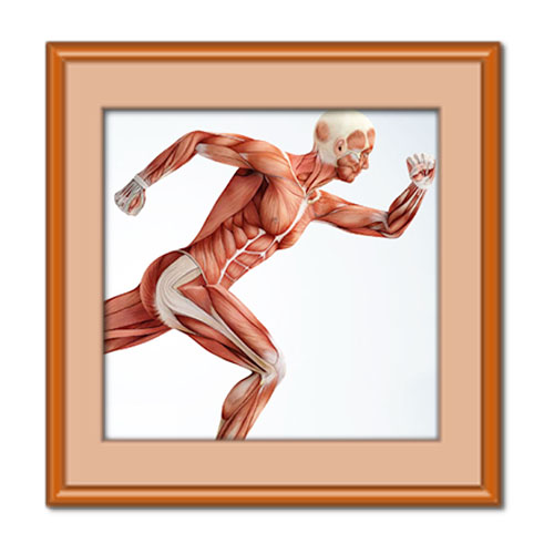 کدام ماهیچه ها با اراده ی ما کار می کنند؟