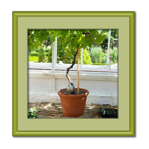 آموزش کاشت انگور در گلدان بزرگ