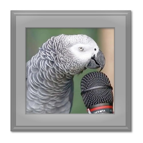 انواع طوطی سخنگو در جهان