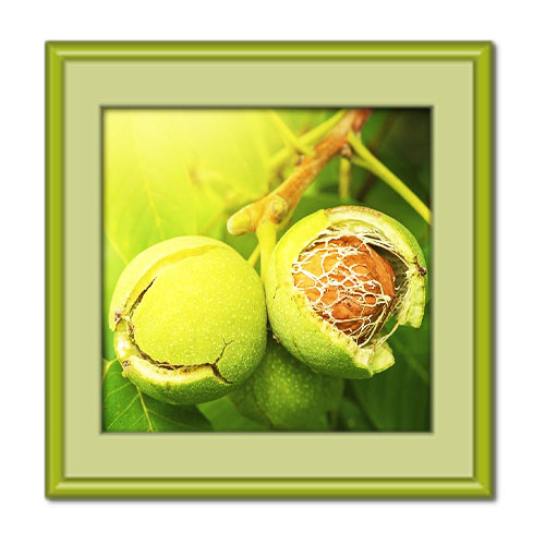 خواص پوست گردو، طبیعی و در دسترس