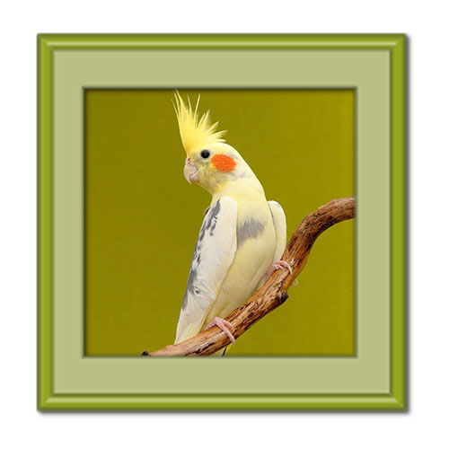 روش های قطعی تشخیص جنسیت عروس هلندی