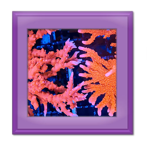 مرجان‌ های دریایی در چه محیطی زندگی می‌کنند؟