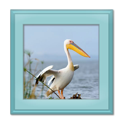 معرفی «پلیکان»، پرنده غول پیکر و رقیب ماهیگیرها!