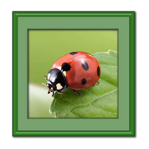 آشنایی با حشره کفشدوزک