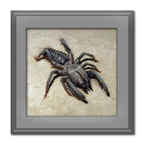 آشنایی با رتیلها ؛ زیستگاه، گونه‌ها و خطر نیش