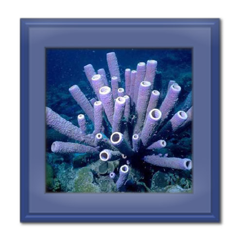 اسفنج ها چیست؟ – ویژگی ها، انواع و کاربرد آن ها