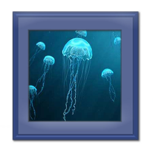 انواع عروس دریایی؛ آن در کجا زندگی می‌کند؟