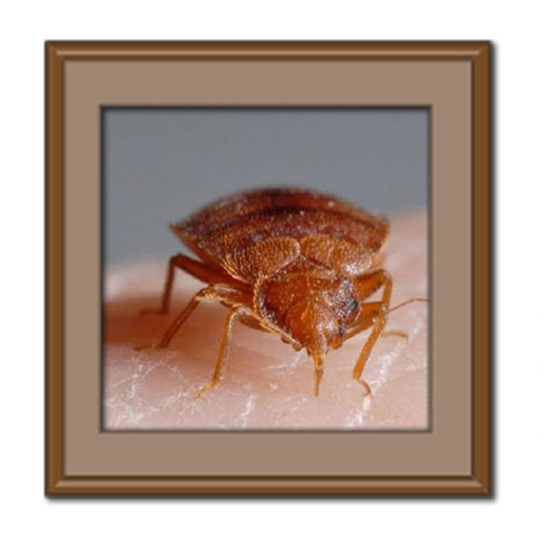 حشره ساس؛ مشخصات ظاهری و راه های از بین بردن آن در خانه