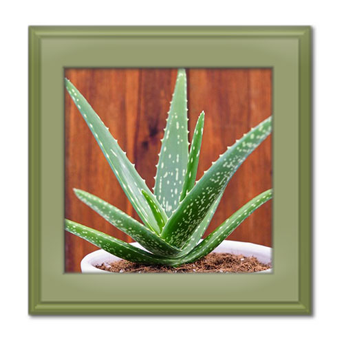 خواص آلوئه ورا برای مو؛ ۵ خاصیت باورنکردنی