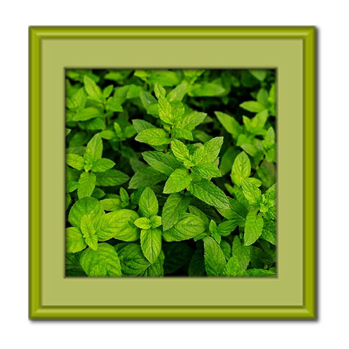 طبع پونه و خواص آن چیست و با چه مواد غذایی باید مصرف شود؟