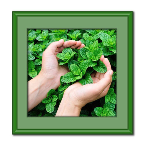 همه خواص نعناع از رفع معده درد تا لاغری و پوست شفاف