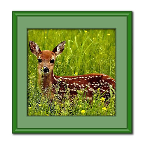 آشنایی با آهوها ، انواع، تغذیه، زیستگاه و جفت گیری