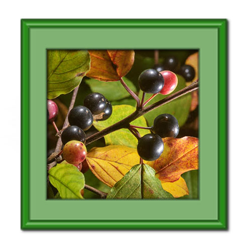 آشنایی با خواص گیاه سیاه توسه در طب سنتی