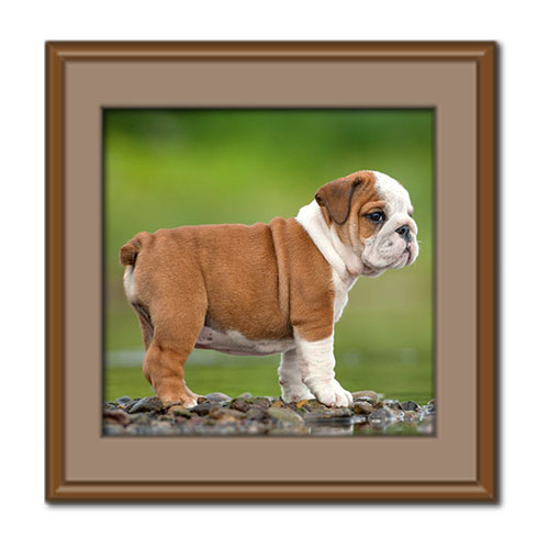 آشنایی با سگ بولداگ، مشخصات ظاهری، ویژگی های اخلاقی و نگهداری از آن