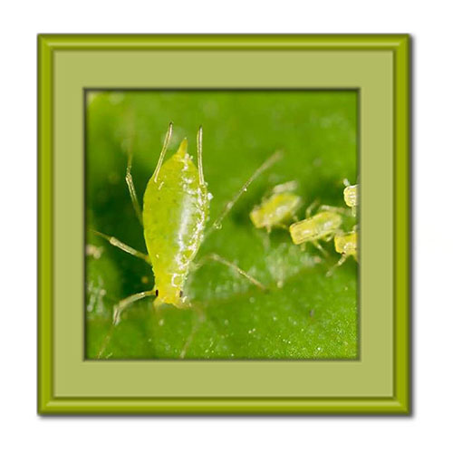 آشنایی با شته‌ و راه های از بین بردن آن