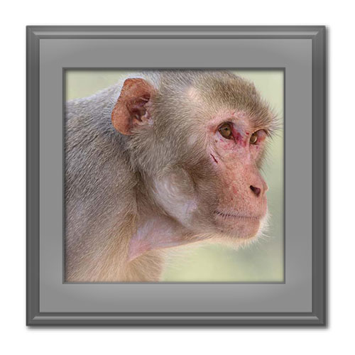 آشنایی با میمون‌ ها؛ زیستگاه، طول عمر، تغذیه، تولیدمثل و انواع آن