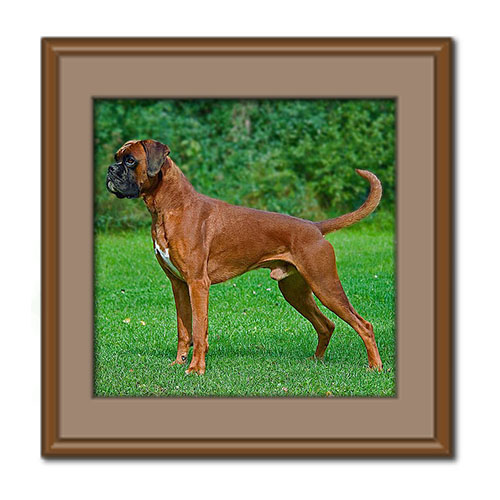 آشنایی با نژاد سگ باکسر؛ ویژگی های ظاهری و روش نگهداری