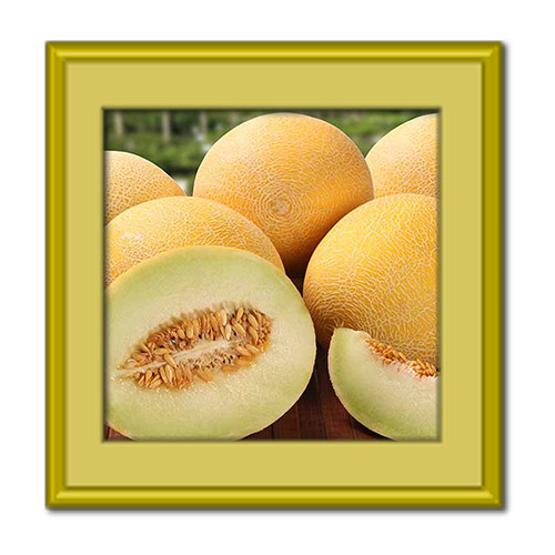 آیا میوه ملون تراریخته است؟ خواص آن چیست؟