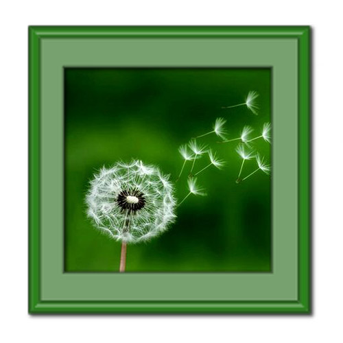 با ۱۳ خاصیت قاصدک آشنا شوید