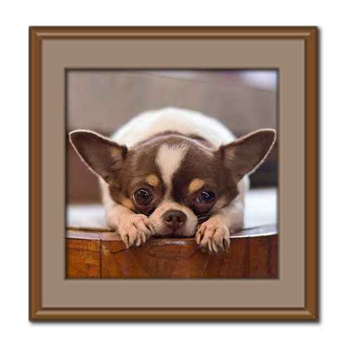 بهترین نژاد سگ برای آپارتمان؛ معرفی ۱۳ سگ خانگی