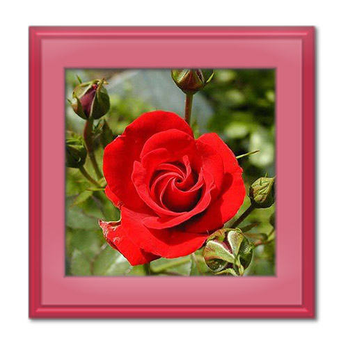 خواص گل سرخ و فرآورده های آن برای پوست، لاغری و سلامت