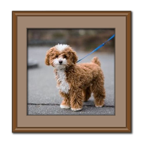 سگ پودل، ویژگی های ظاهری، خصوصیات اخلاقی