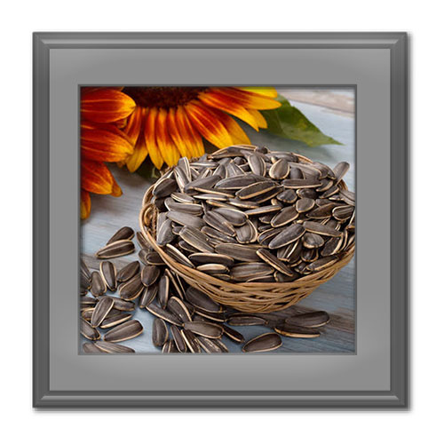 طبع تخمه آفتابگردان گرم است یا سرد و چه تاثیری بر بدن دارد؟