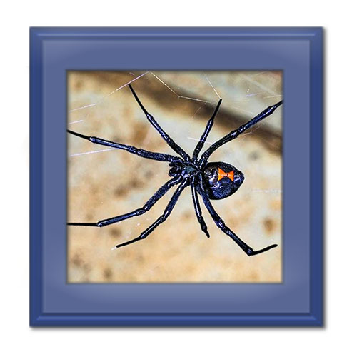 عنکبوت و حقایق مهم و جالب درباره زندگی آن ها