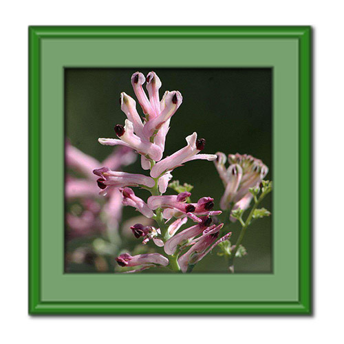 معرفی خواص عرق شاتره در درمان بیماری ها