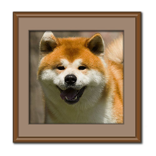 معرفی کامل سگ آکیتا، مشخصات ظاهری، ویژگی ها رفتاری