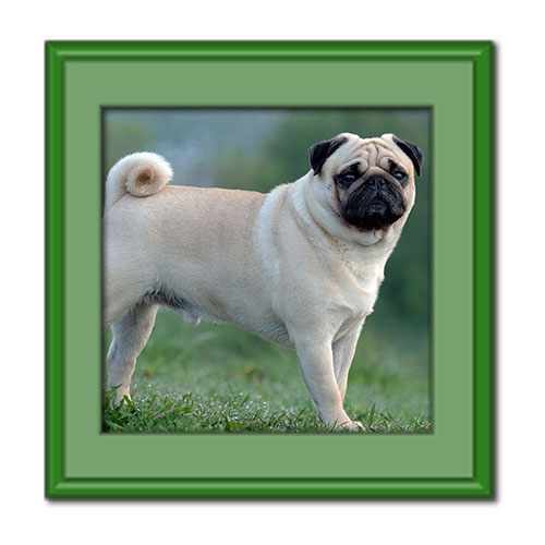 معرفی کامل سگ پاگ، یک گزینه ایده ال برای زندگی آپارتمانی