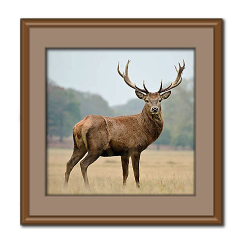 گوزن‌ ؛ آشنایی با خصوصیات گوزن و انواع آن