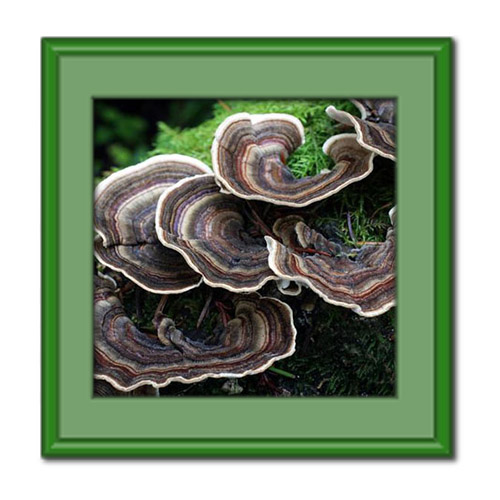 ۵ مورد از مهم‌ترین خواص قارچ دم بوقلمون